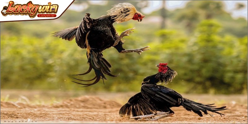 Đá gà đòn là hình thức cá độ lâu đời tại các quốc gia Đông Nam Á